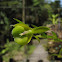 Orquidea