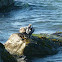 Harlequin Duck