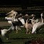 Pelicans