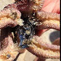 Purple ochre star prying open a mussel.