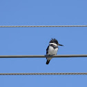 Belted Kingfisher