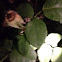 Rose bush