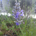 Lavanda (ES)  Lavender (EN)
