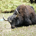 Yak