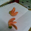 palash