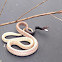 Eastern Coachwhip