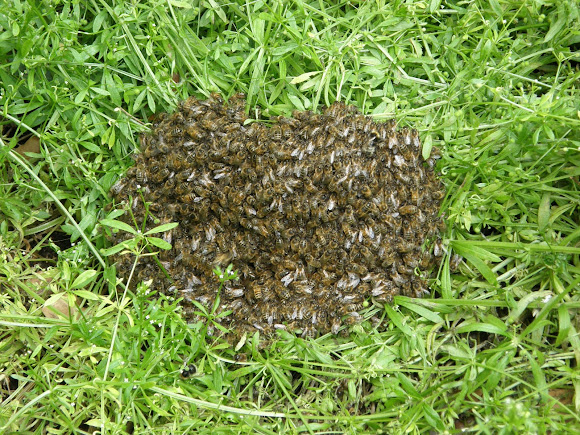 Spotting Image 1