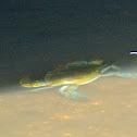 Blue Crab