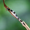 Hammerhead Flatworm