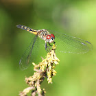 Blue Dasher  (female)