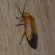 Firefly