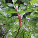 Philodendron