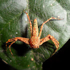 Lynx spider