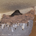Black Redstart; Colirrojo Tizón