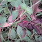 Red cotton bug