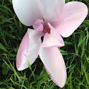 Magnolia