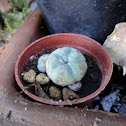 Peyote 