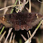 Erebus moth
