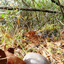 Eastern Mud Turtle