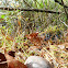 Eastern Mud Turtle