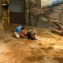 Crested Porcupine
