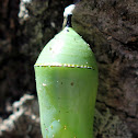 Monarch Chrysalis