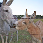 Donkey