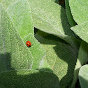 Ladybug