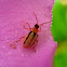 Three lined potato beetle