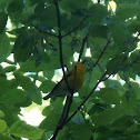 Prothonotary Warbler
