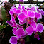 Orchids