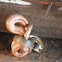 Golden crowned snake