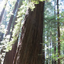 Coastal Redwood