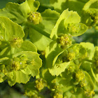 Serrated spurge