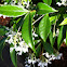Confederate Jasmine / Star Jasmine
