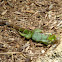 Green iguana