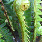 Fern frond