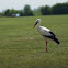 White Stork