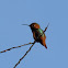 Allen's Hummingbird
