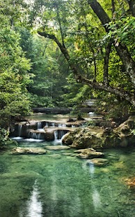 How to download Jungle Live Wallpaper 2.0 apk for laptop