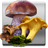 The Mushroom Navigator (FULL) mobile app icon