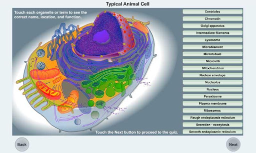 A Typical Animal Cell