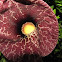 Pipe Vine
