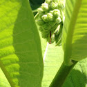 Praying mantis (nymph)