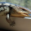 Blotched Blue-tongued skink