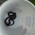 Southern Ringneck Snake