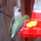 Annas Hummingbird