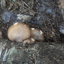 Birch Polypore