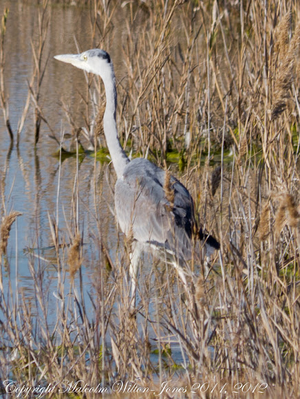 Spotting Image 1