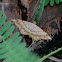 Geometridae Macaria